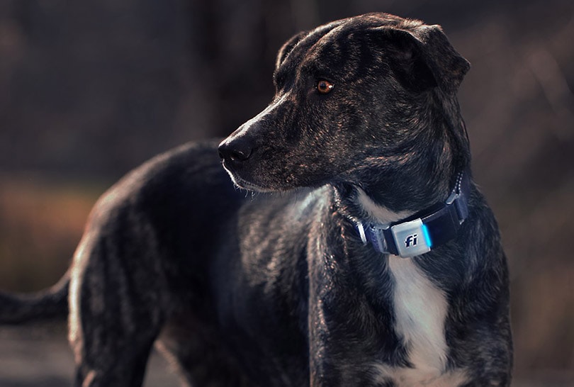 Smart Pet Collar Tracker Market 2023